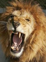 Lion jaune