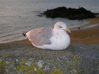 Mouette à St Malo