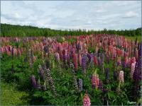 Lupin