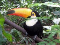 Le toucan