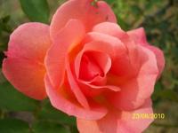 Rose de mon jardin