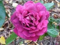 Rose Kronembourg