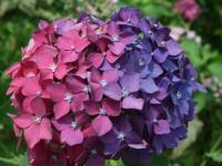Boule d'hortensia