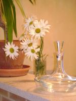 Marguerites d'intérieur