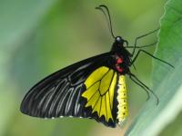 Joli papillon !