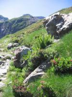 Pyrénées : Jardin naturel