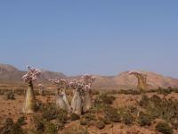 Socotra
