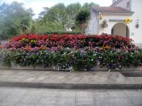 Lamagistère, fleurs