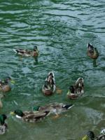 Les canards de Méli