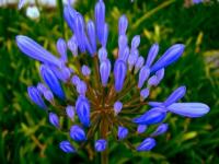 Bleu profond