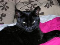 Mr le chat