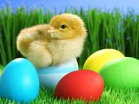 Une future poule