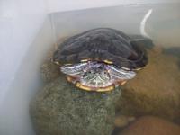 Bibi la tortue