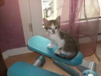 Chaton fais du sport