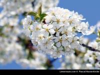 Cerisier en fleur