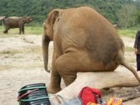 éléphant fatigué