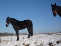 Cutero cheval dans la neige
