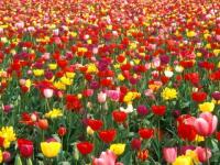 Des formes et des couleurs