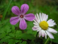 Flores del campo