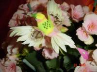Parmi les fleurs