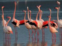 Flamands roses (2)