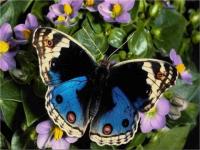 Papillon du Brésil