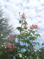 Roses mystiques!