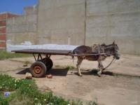 Ane au parking