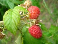 Framboises