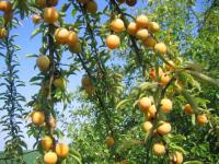Prunes jaunes