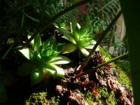 Bambousaie Plantes Grasses