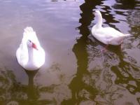Canard de Thoiry