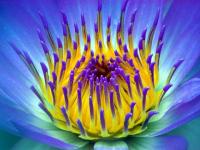 Flor 5