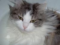 Saba