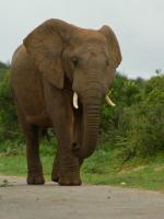 Un pachyderme