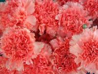 Claveles rojos