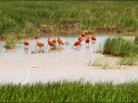 Ibis rouges