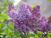 Lilas mauve