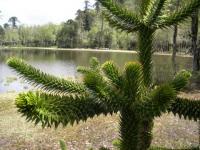 Araucaria