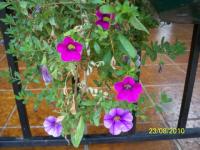 Petites fleurs