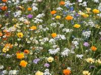 Flores del Campo !