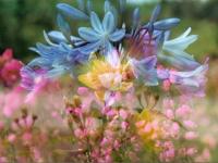 Fleurs sauvages