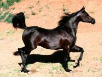 Pur sang noir
