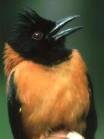 Pitohui