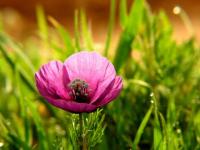 Amapola