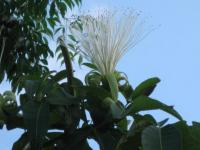 Fleur tropicale
