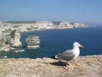 Bonjour de Bonifacio