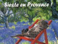 Le petit chat dort