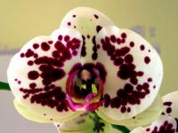 Mystérieuse orchidée
