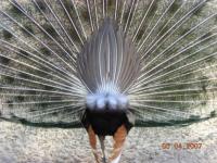 Mon truc en plumes
